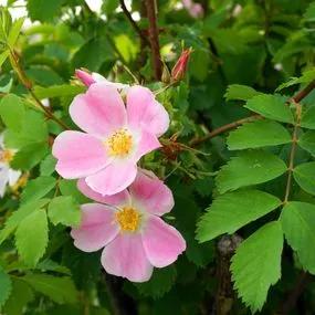 Rose Sweet Briar (Rosa rubiginosa) 2